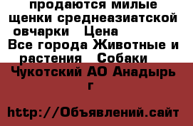 продаются милые щенки среднеазиатской овчарки › Цена ­ 30 000 - Все города Животные и растения » Собаки   . Чукотский АО,Анадырь г.